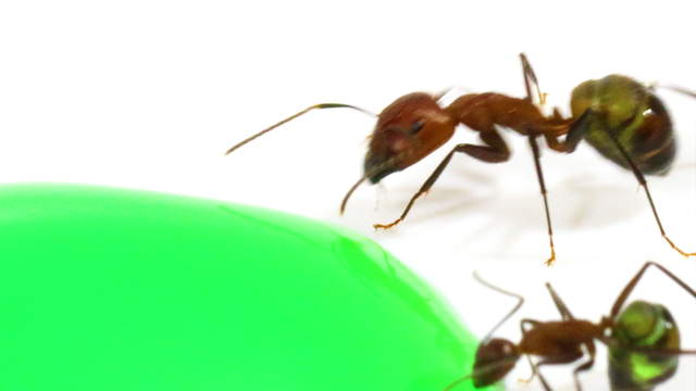 Ants Drinking Green Liquid Candy - Macro