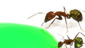 Time lapse clip - Ants Drinking Green Liquid Candy - Macro
