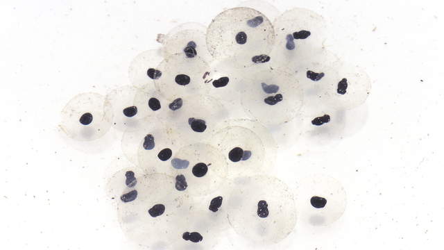 Tadpoles Development