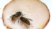 Time lapse clip - Wasps vs Cold Cuts Macro
