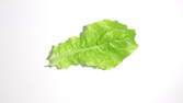 Time lapse clip - Crickets Eating Salad