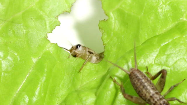 Crickets Eating Salad Macro