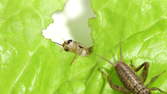 Time lapse clip - Crickets Eating Salad Macro