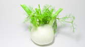 Time lapse clip - Fennel