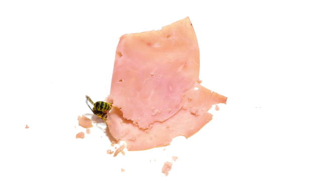 Wasps vs Ham