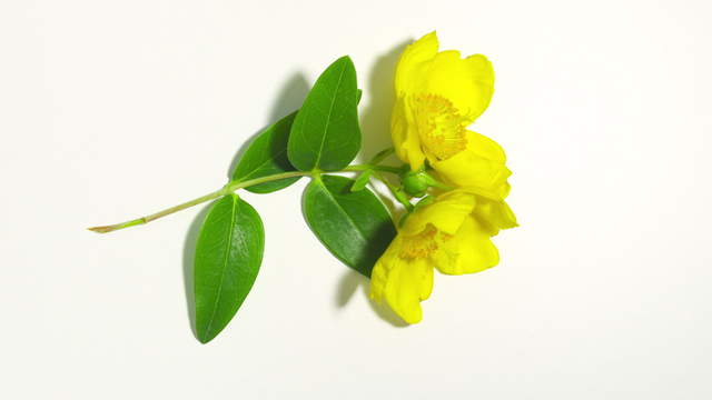 Crickets Eating Yellow Blossoms
