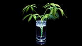 Time lapse clip - Schefflera Cutting