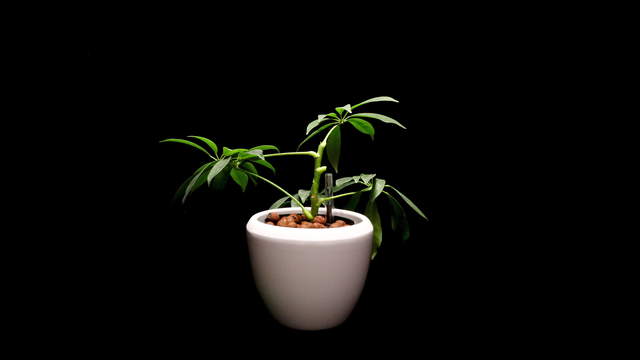 Schefflera Plant from Cutting
