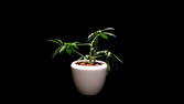 Time lapse clip - Schefflera Plant from Cutting