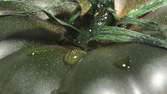 Time lapse clip - Black Tomato Macro