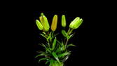 Time lapse clip - Orange Lillies