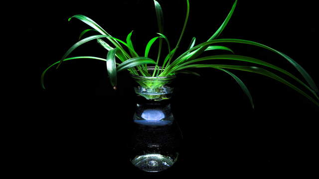 Spider Plant Propagation