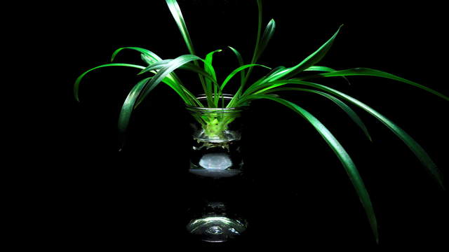 Spider Plant Propagation