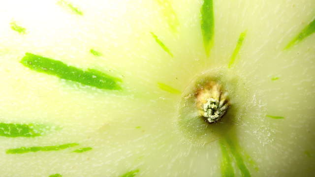 Honeydew Melon Macro