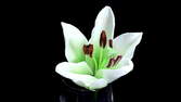 Time lapse clip - Lily Multicolored