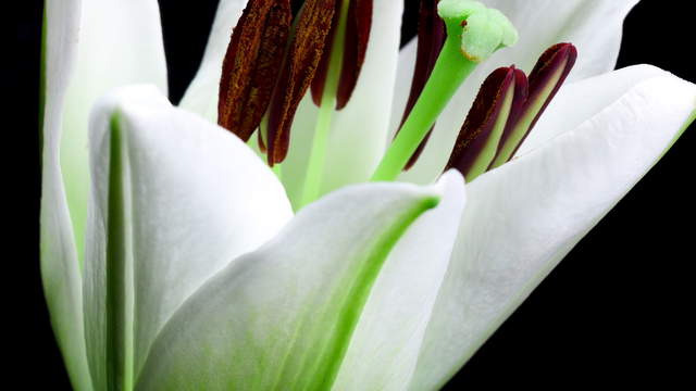 Lily Multicolored Macro