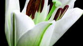 Time lapse clip - Lily Multicolored Macro
