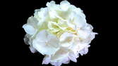 Time lapse clip - Hydrangea Colored