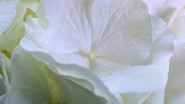 Hydrangea Colored Macro