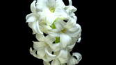 Time lapse clip - Hyacinth Blue