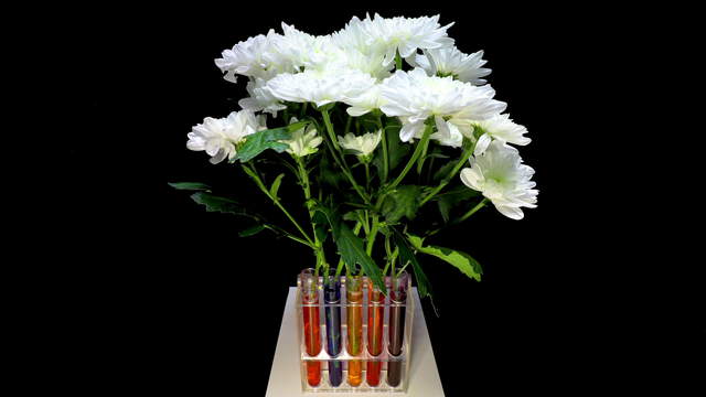 Chrysanthemums Colored