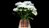 Time lapse clip - Chrysanthemums Colored