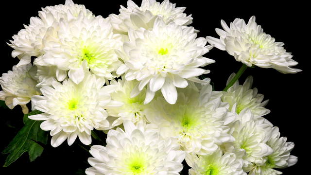 Chrysanthemums Colored Topview