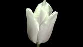 Time lapse clip - Tulip Red