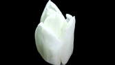 Time lapse clip - Tulip Blue
