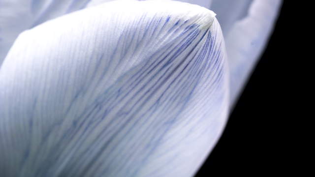 Tulip Blue Macro