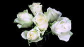 Time lapse clip - Multicolored Roses