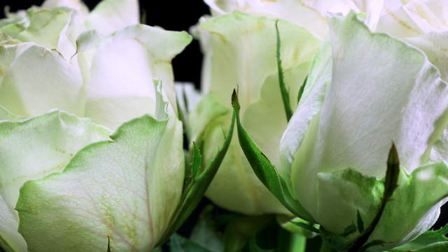 Multicolored Roses Macro