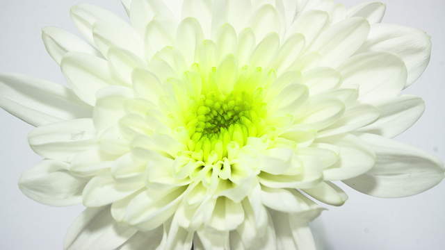 Chrysanthemum Blue