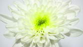 Time lapse clip - Chrysanthemum Blue