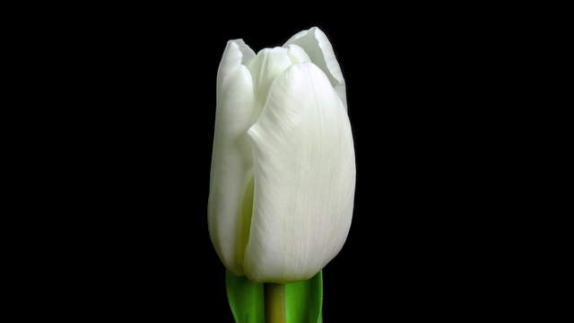 Tulip Twin-Toned