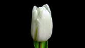 Time lapse clip - Tulip Twin-Toned