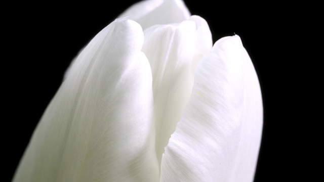 Tulip Twin-Toned Macro