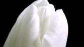 Time lapse clip - Tulip Twin-Toned Macro