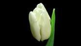 Time lapse clip - Tulip Color Change