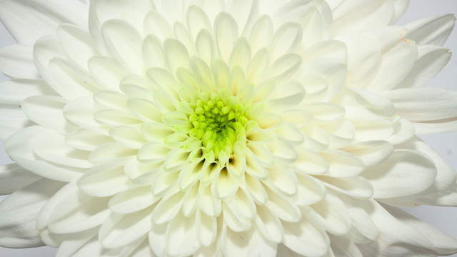 Chrysanthemum Coloring