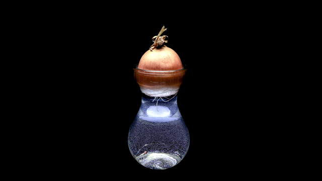 Root Growth Onion