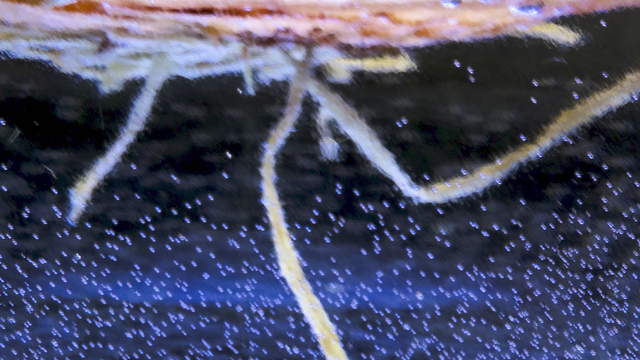 Root Growth Onion Macro